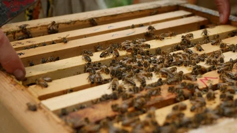Closeup of comb getting lifted out of a hive full of honeybees Stock Footage