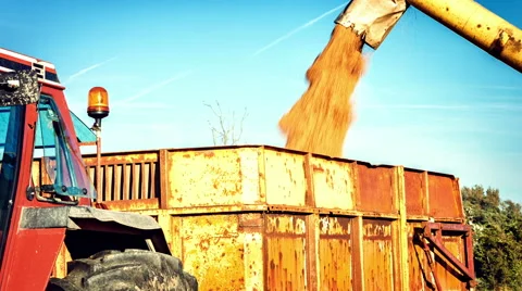 Closeup of combine harvester loading wheat grain Stock Footage 60240485