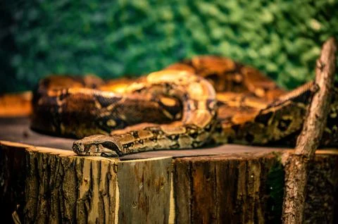 Closeup of a common boa constrictor (Boa constrictor) on a tree log  against a b Stock Photos