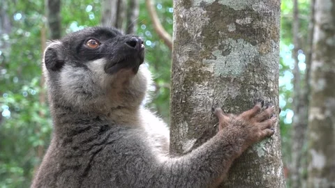 Closeup of common brown lemur (Eulemur fulvus) on tree, Eastern Madagascar Video stock 313563572