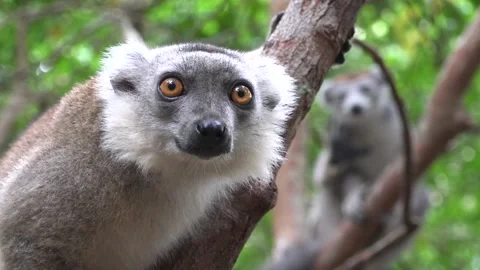 Closeup of common brown lemur (Eulemur fulvus) on tree, Eastern Madagascar Stock Footage 313563586