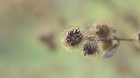 Closeup on common burdock branch Vídeo Stock 255466380