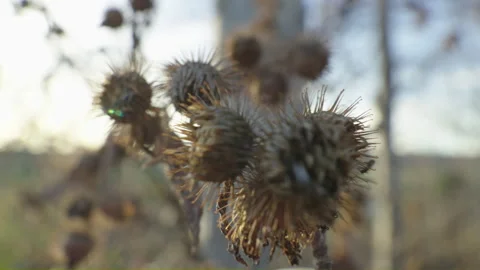 Closeup on common burdock branch Stock Footage 255468194