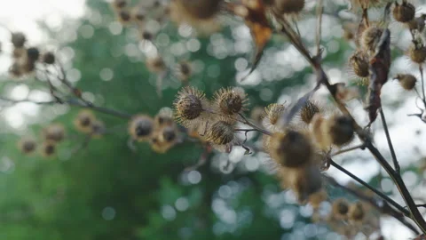 Closeup on common burdock branch with green background Stock Footage 255452304
