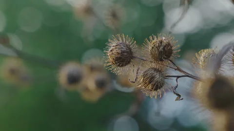 Closeup on common burdock branch with green background Vídeo Stock 255452310