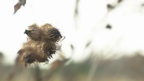 Closeup on common burdock branch with white background Vídeo Stock 255454784