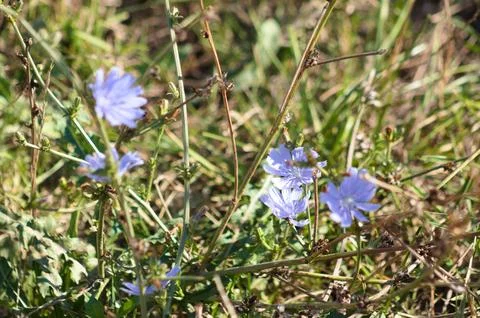 Closeup of common chicory blue flowers with blurred grass on background Stock Photos