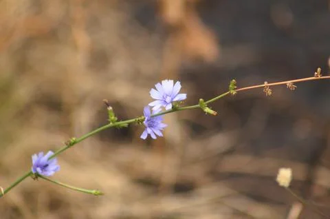 Closeup of common chicory branch with selective focus on foreground Foto stock