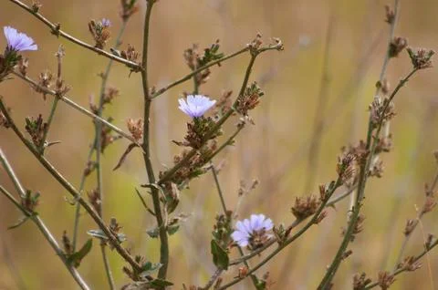 Closeup of common chicory branches with selective focus on foreground Stock-Fotos