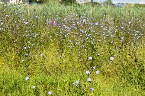 Closeup of common chicory field with selective focus on foreground Stock Photos