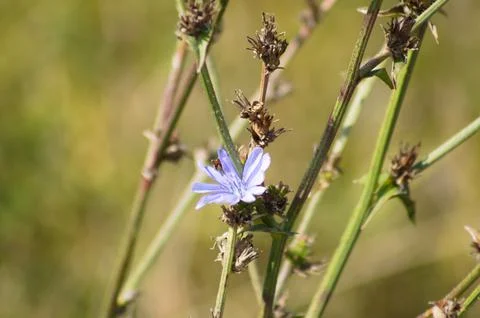 Closeup of common chicory flower with selective focus on foreground Stock Photos