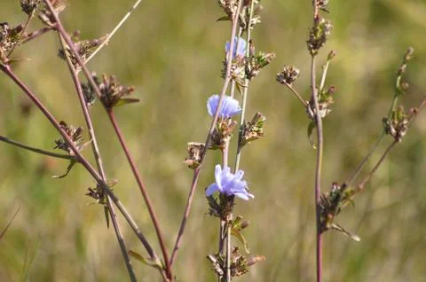 Closeup of common chicory flower with selective focus on foreground Foto stock