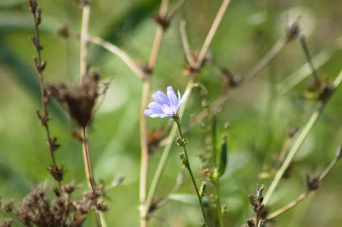 Closeup of common chicory flower with selective focus on foreground Stock Photos