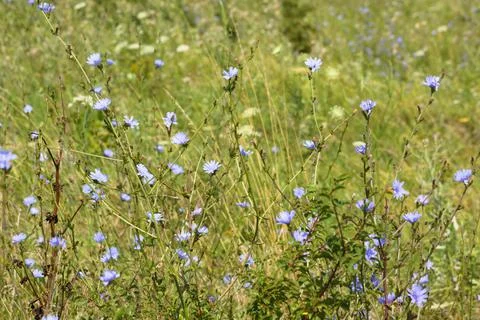 Closeup of common chicory flowers with selective focus on foreground Foto stock