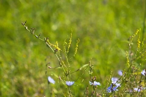 Closeup of common chicory flowers with selective focus on foreground Stock Photos