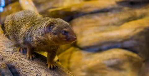 Closeup of a common dwarf mongoose walking over a branch, cute and popular pe Stock Photos