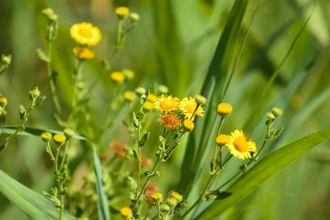 Closeup of common fleabane in bloom with selective focus on foreground Foto stock
