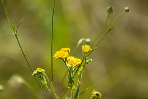Closeup of common fleabane in bloom with selective focus on foreground Foto stock