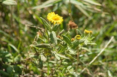 Closeup of common fleabane in bloom with selective focus on foreground Stock Photos