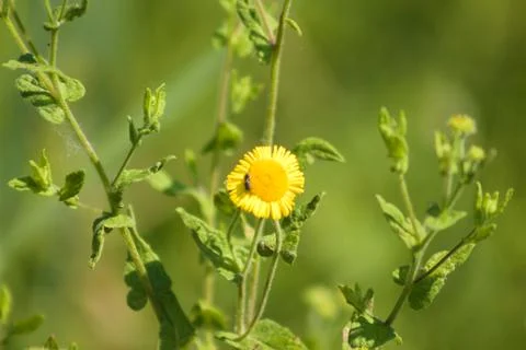 Closeup of common fleabane with a bug and selective focus on foreground Stock Photos