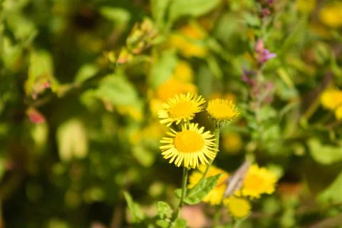 Closeup of common fleabane flower with selective focus on foreground Stock Photos