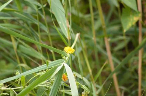 Closeup of common fleabane flower with selective focus on foreground Stock-Fotos