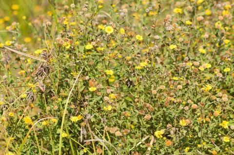 Closeup of common fleabane flowerbed with selective focus on foreground Foto stock