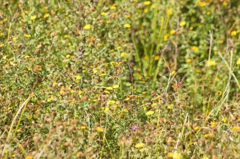 Closeup of common fleabane flowerbed with selective focus on foreground Stock Photos