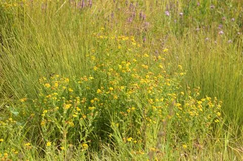 Closeup of common fleabane flowerbed with selective focus on foreground Stock Photos