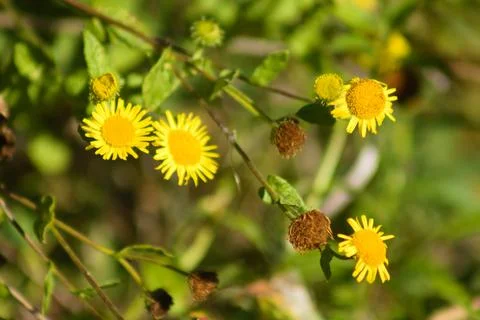 Closeup of common fleabane flowers with selective focus on foreground Stock Photos