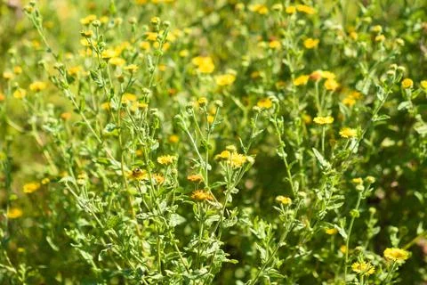 Closeup of common fleabane flowers with selective focus on foreground Foto stock