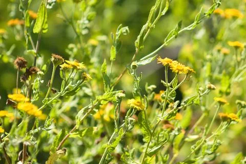 Closeup of common fleabane flowers with selective focus on foreground Stock Photos