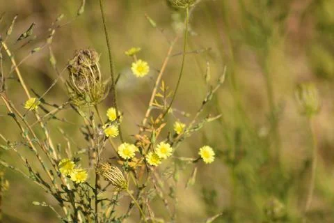 Closeup of common fleabane flowers with selective focus on foreground Foto stock