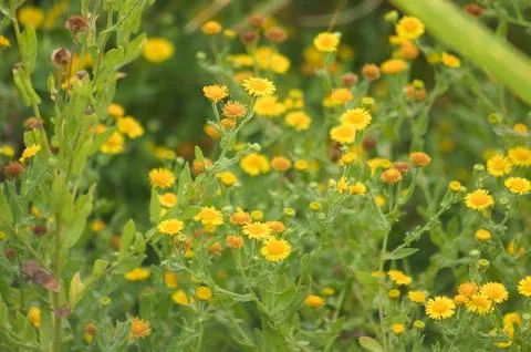 Closeup of common fleabane flowers with selective focus on foreground Stock-Fotos