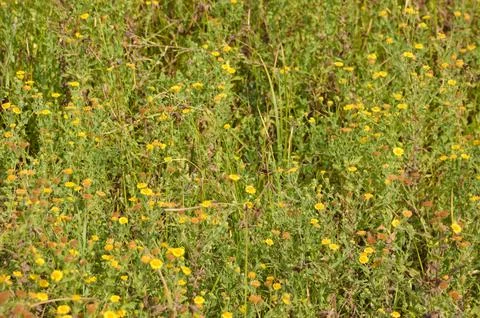 Closeup of common fleabane flowers with selective focus on foreground Stock Photos
