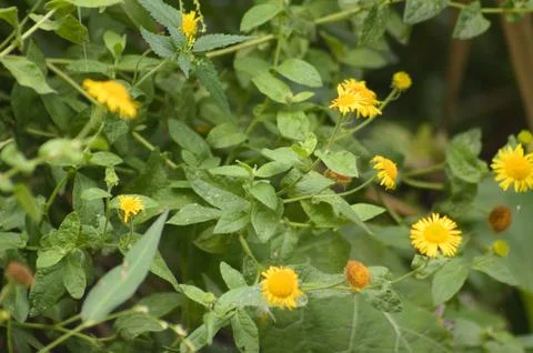 Closeup of common fleabane flowers with selective focus on foreground Stock-Fotos