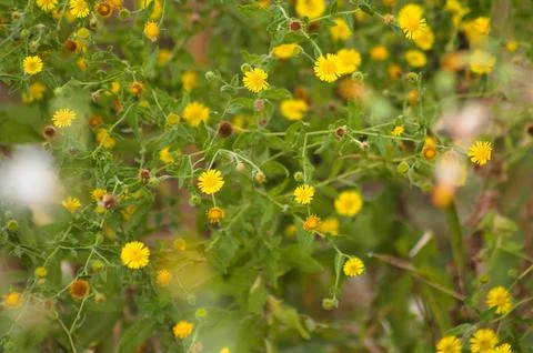 Closeup of common fleabane flowers with selective focus on foreground Stock Photos