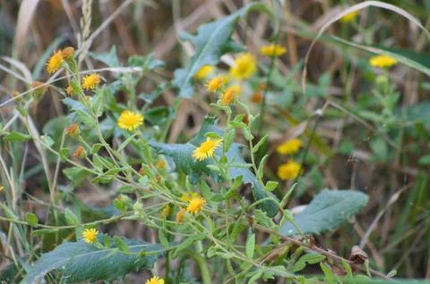 Closeup of common fleabane flowers with selective focus on foreground Stock Photos