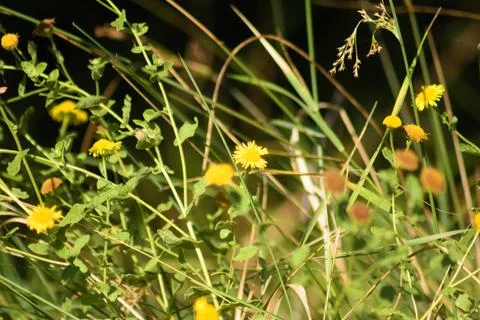 Closeup of common fleabane with grass on black background and selective focus Stock-Fotos