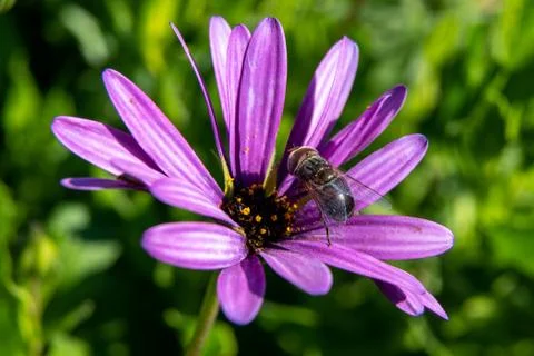 A closeup of a common fly on a bright violet flower Stock Photos