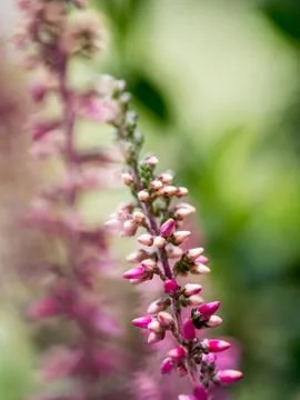 Closeup of a Common Heather with blurry background Stock Photos