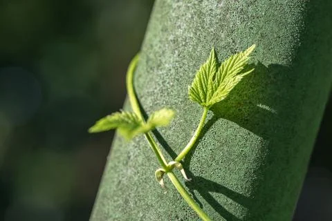 Closeup of Common Hops (Humulus lupulus) growing on green pole Stock Photos