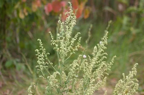 Closeup of common mugwort with selective focus on foreground Stock Photos