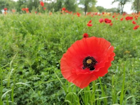 Closeup of common poppy (Papaver rhoeas). Field full of red flowers and trees Stock Photos
