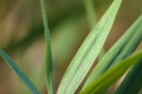 Closeup of common reed leaf covered by water drops with selective focus on fo Stock Photos
