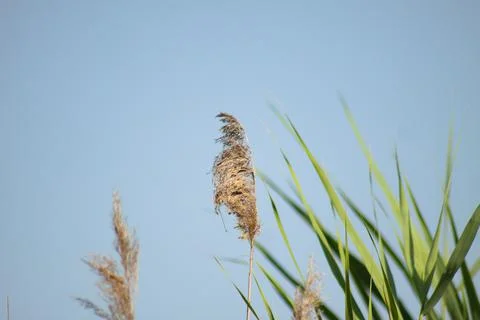 Closeup of common reed seeds with selective focus on foreground and blue sky  Stock Photos