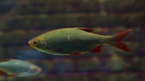 Closeup of a common roach, freshwater fish specie from Eurasia Stock Footage 116201881