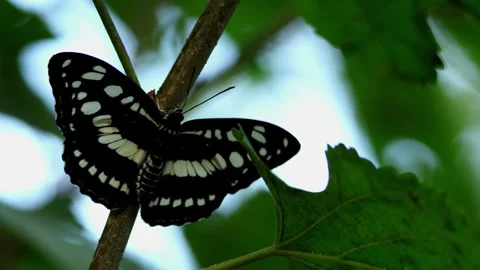 Closeup common sergeant butterfly climbing leafy branch in autumn Stock Footage 346641500