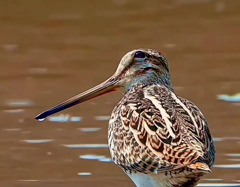 Closeup of a common snipe standing in shallow water with a water droplet 库存影片 335491588