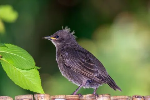 Closeup of a common starling Stock Photos